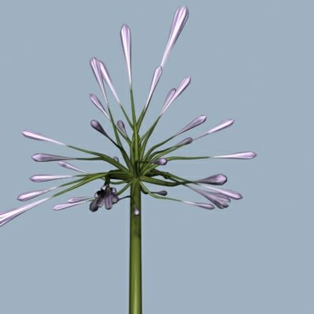 Realistic Flower Animation Open 3d 3ds