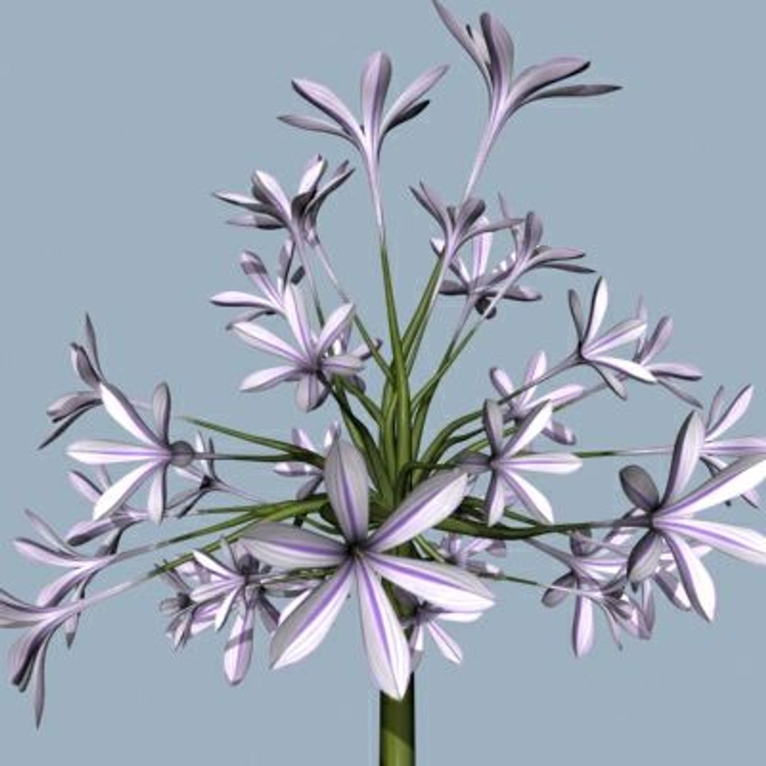 Realistic Flower Animation Open 3d 3ds