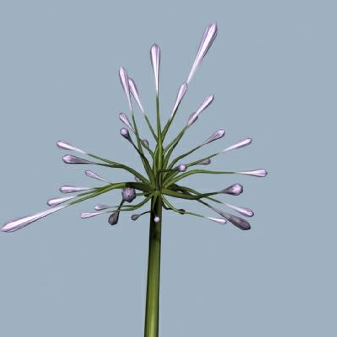 Realistic Flower Animation Open 3d 3ds