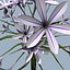 realistic flower animation open 3d 3ds