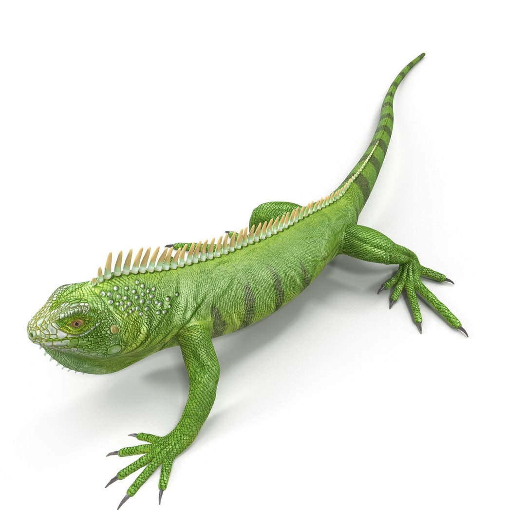 3d Model Of Green Iguana Rigged