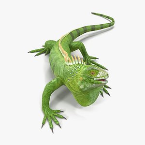 3d model of green iguana rigged