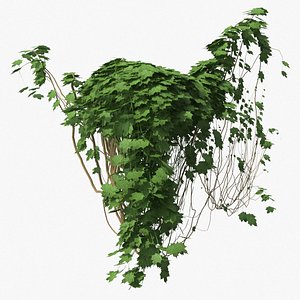 ivy pbr branches 3D model