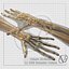 Human Arm Anatomy