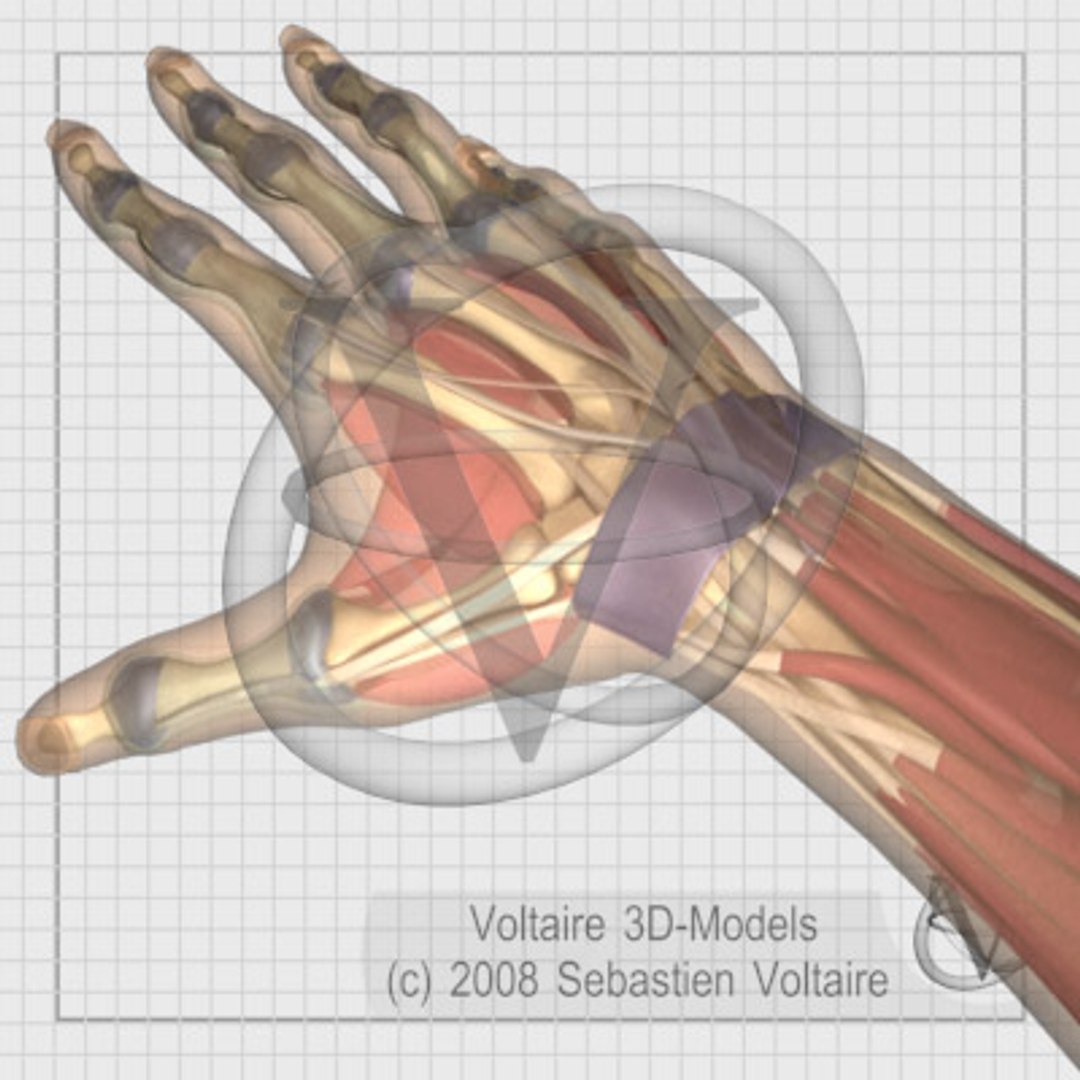 human hand forearm arm max https://p.turbosquid.com/ts-thumb/rS/2cd4Gt/Vw4qQVta/08/jpg/1207086547/1920x1080/fit_q87/7afd46462d4ac60bb9b379e8dd17764df752c906/08.jpg