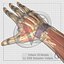 Human Arm Anatomy