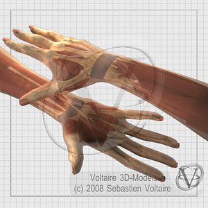 human hand forearm arm max