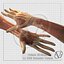 Human Arm Anatomy