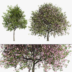 3D model High-Quality Dais cotinifolia 3D Tree