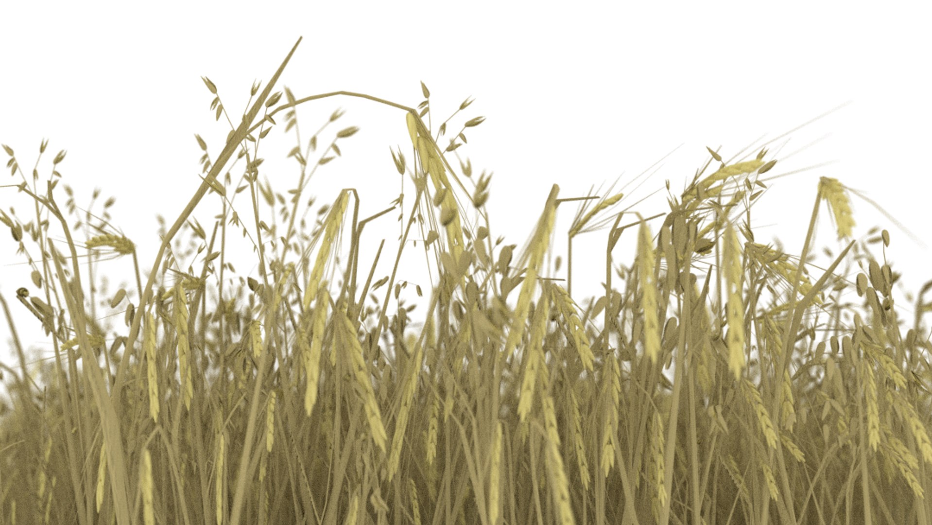 3d model of wheat field https://p.turbosquid.com/ts-thumb/rS/WRANVU/GAZ66gZ7/9/png/1470387230/1920x1080/fit_q87/e3b8cfd32e2cd8a4c1eb9512d082be23ac6b107f/9.jpg