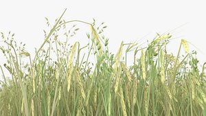 3d model of wheat field