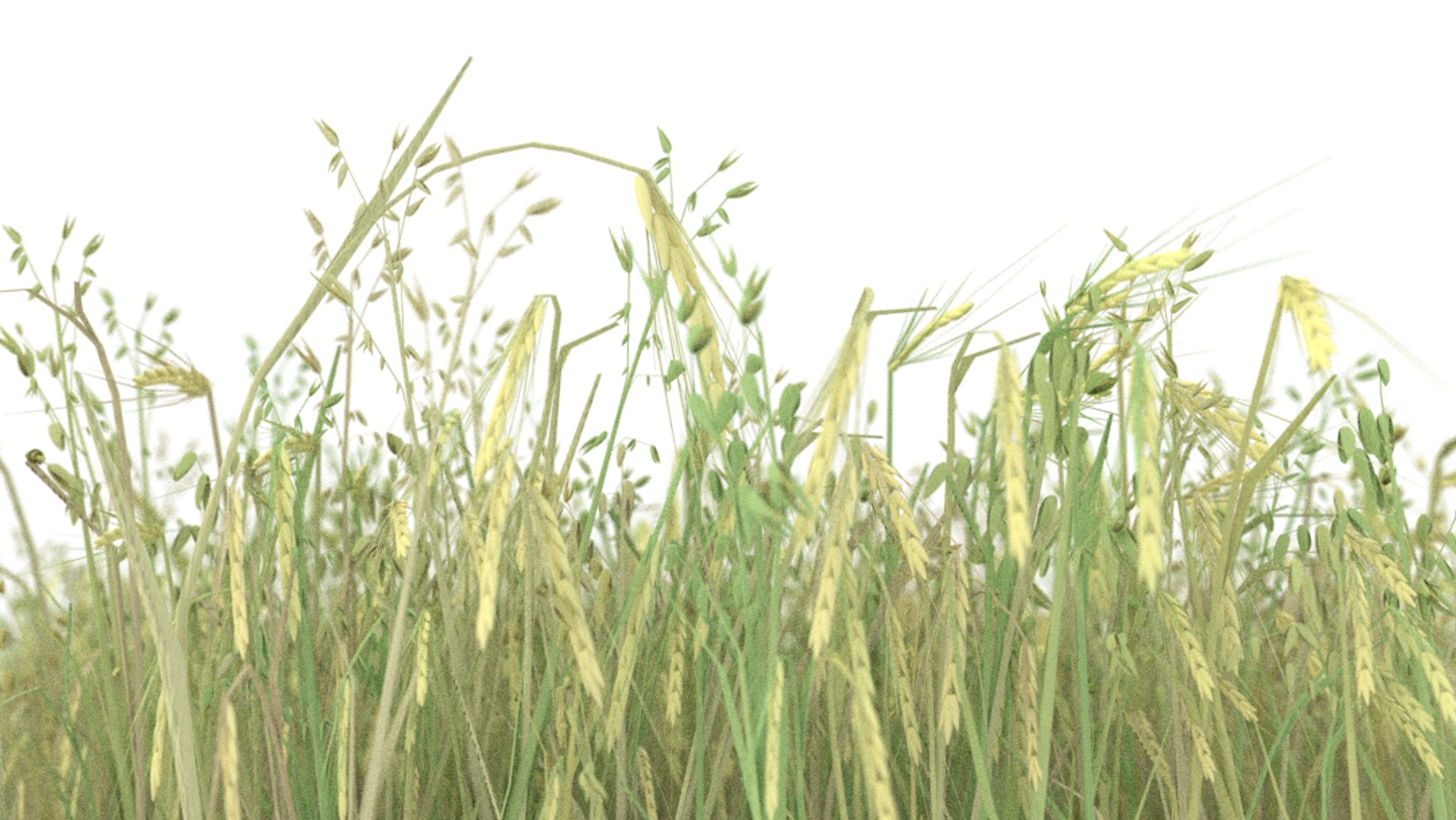 3d model of wheat field https://p.turbosquid.com/ts-thumb/rS/WRANVU/YgUIhmrT/1/png/1470387230/1920x1080/fit_q87/c35cb7833e9275baa4e8924f0948dcf5a3b8d202/1.jpg