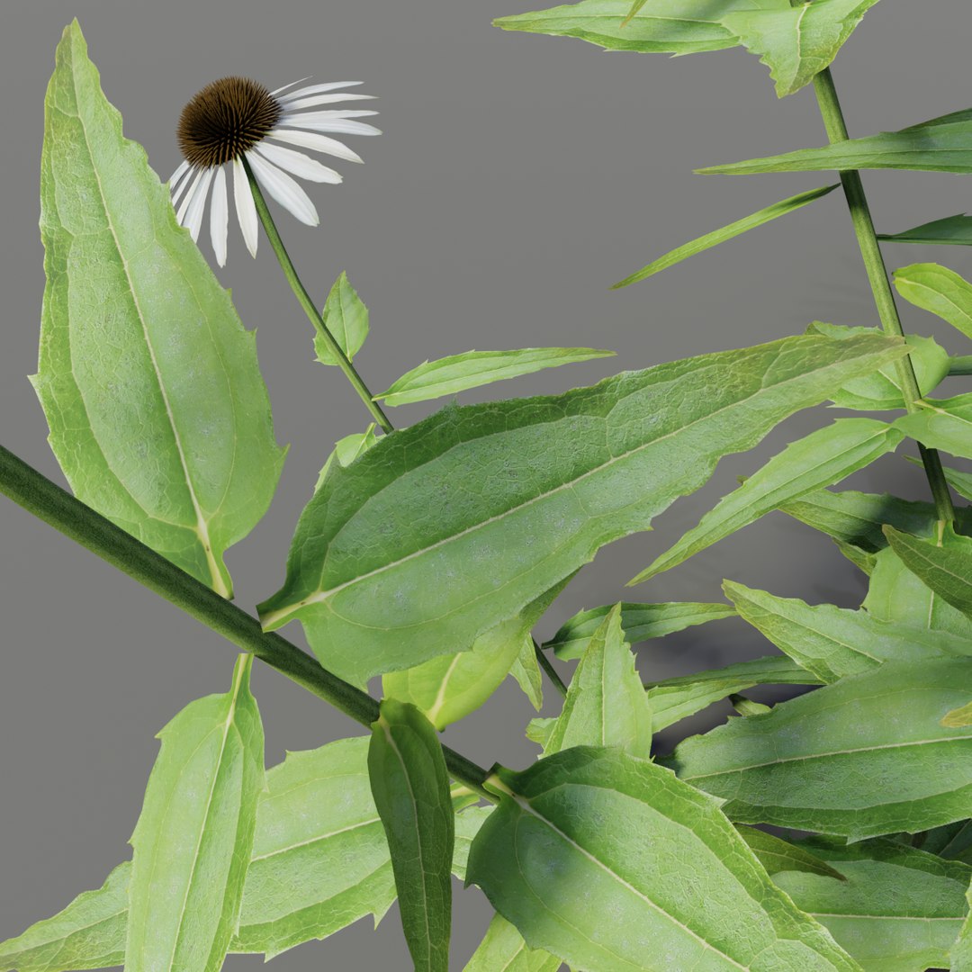 echinacea purpurea alba 3D model https://p.turbosquid.com/ts-thumb/rS/ahLTVW/1UtCAYmf/echinaceapurpureaalba3/png/1565021564/1920x1080/fit_q87/fed4f563074a9367f2040a2b7ef4710d4f76c899/echinaceapurpureaalba3.jpg