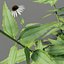 Echinacea purpurea 'Alba'