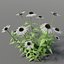 Echinacea purpurea 'Alba'