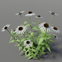 Echinacea purpurea 'Alba'