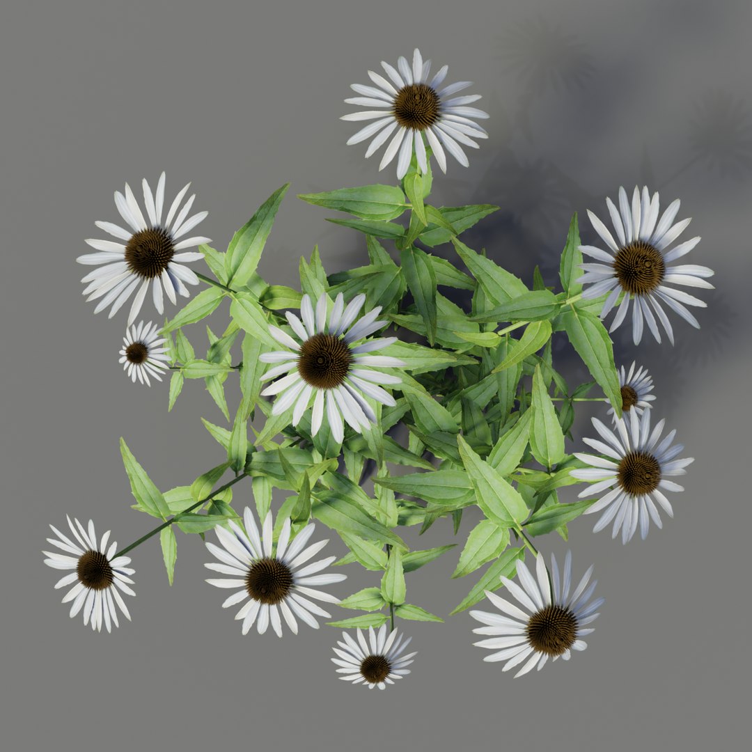 echinacea purpurea alba 3D model https://p.turbosquid.com/ts-thumb/rS/ahLTVW/9G7b73rQ/echinaceapurpureaalba1/png/1565021540/1920x1080/fit_q87/3ba68962fbfa08dc78bba9e1eb88ce5e51702bdb/echinaceapurpureaalba1.jpg