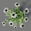 Echinacea purpurea 'Alba'