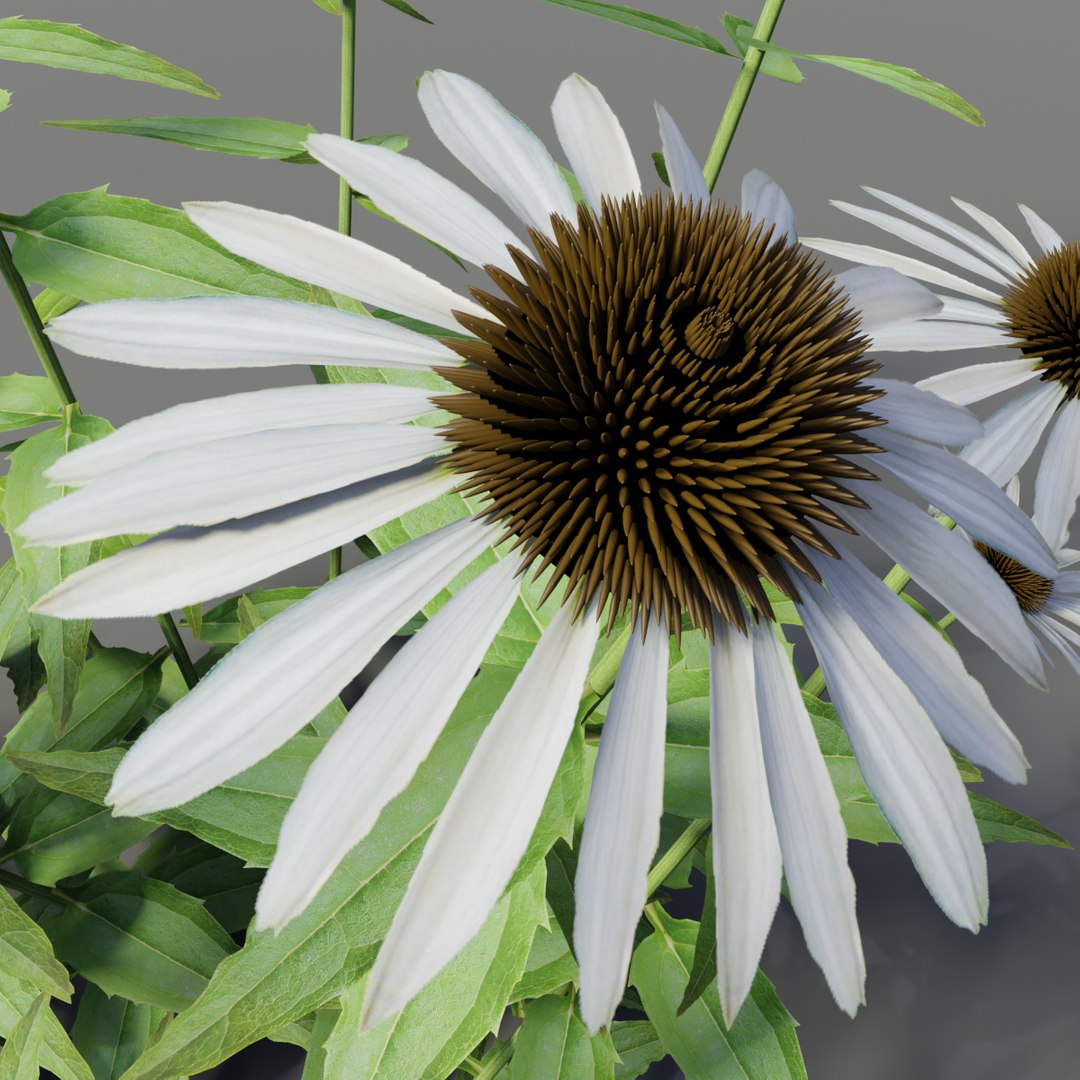 Echinacea Purpurea Alba 3D Model - TurboSquid 1433268