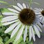 Echinacea purpurea 'Alba'