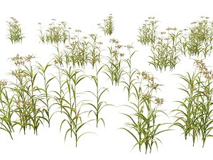 3D HighpolyLow Poly Bolboschoenus fluviatilis - River bulrush model