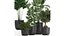 Colección de plantas decorativas en macetas 808