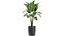 Colección de plantas decorativas en macetas 808