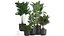 Colección de plantas decorativas en macetas 808