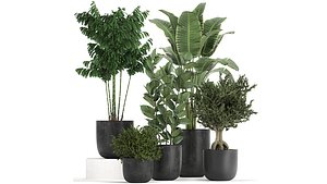Collection of decorative plants in flowerpots 808