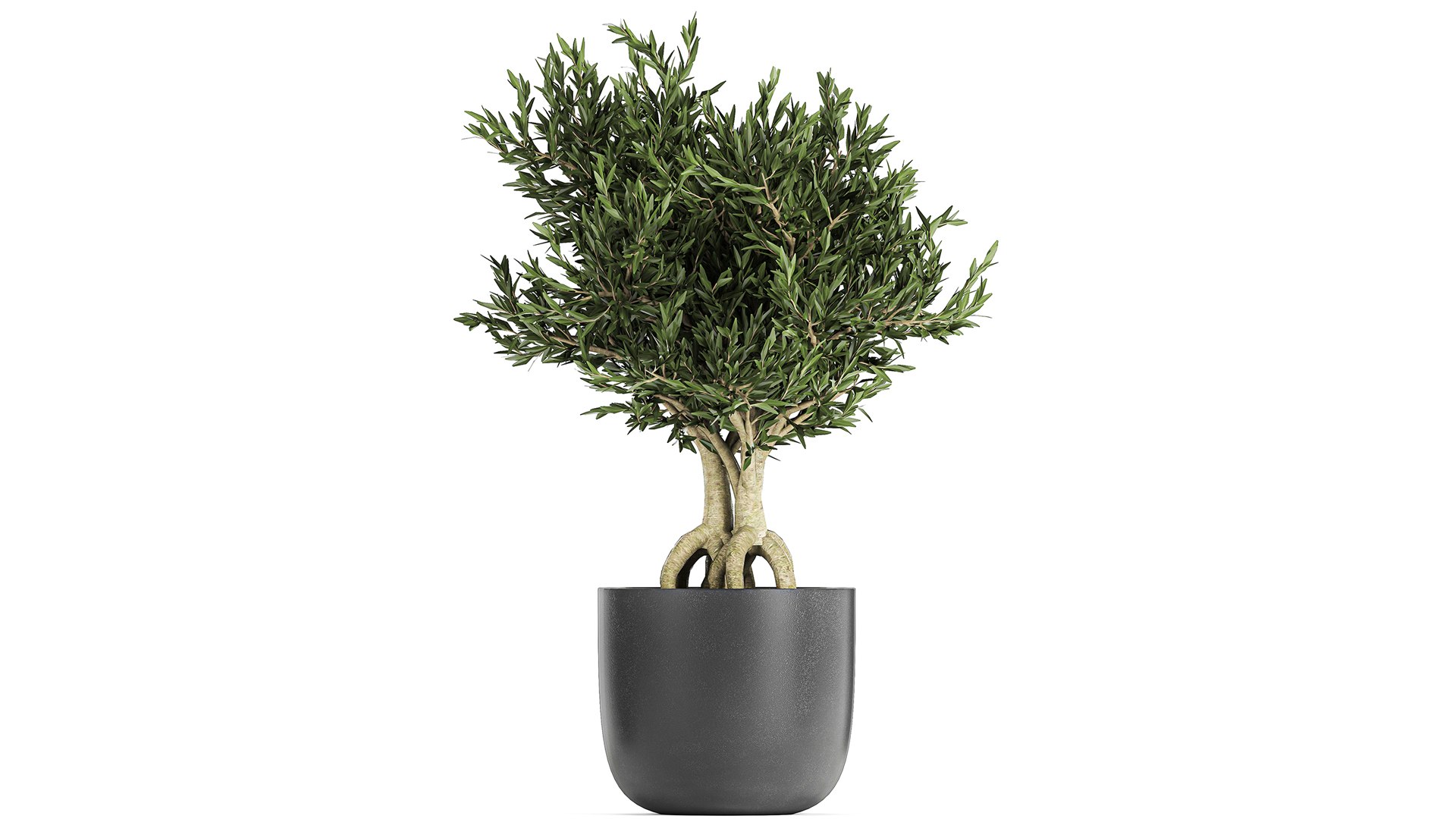 3D model plants decorative pot https://p.turbosquid.com/ts-thumb/rS/oTI0D3/dK/1plants1601202104/jpg/1611046337/1920x1080/fit_q87/7c988a129b6c330f58bcbe71b9305f61fa060388/1plants1601202104.jpg