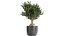 Colección de plantas decorativas en macetas 808