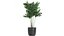 Colección de plantas decorativas en macetas 808