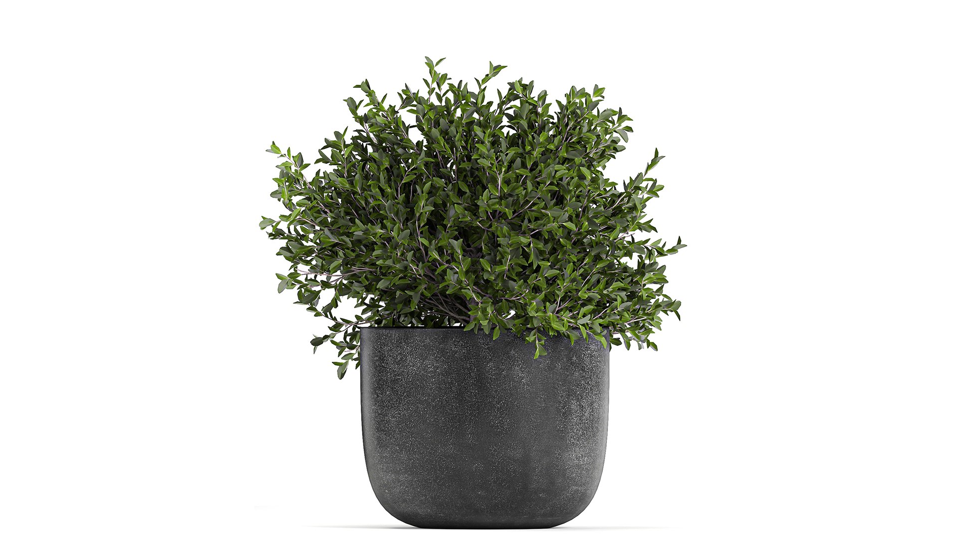 3D model plants decorative pot https://p.turbosquid.com/ts-thumb/rS/oTI0D3/l8/1plants1601202107/jpg/1611046342/1920x1080/fit_q87/eb31eb9af3d5f205ad0b835e3ccff842ee0e4717/1plants1601202107.jpg