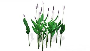 Thalia Dealbata 3D model
