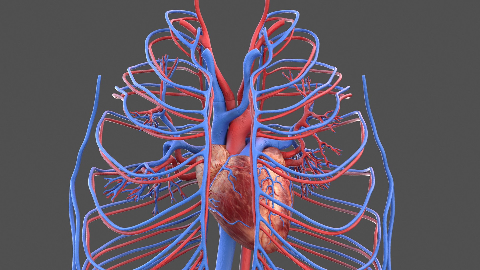 Human Cardiovascular Vascular Model - TurboSquid 1467045