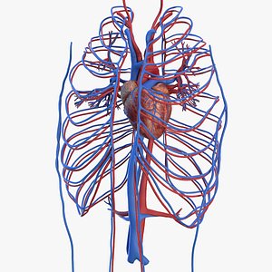 human cardiovascular vascular model