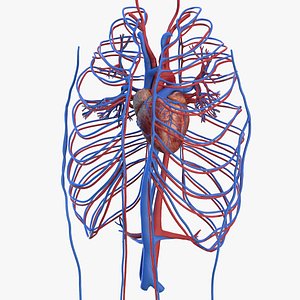 Human Cardiovascular System