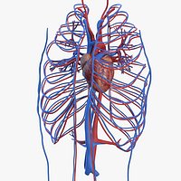 Human Cardiovascular System