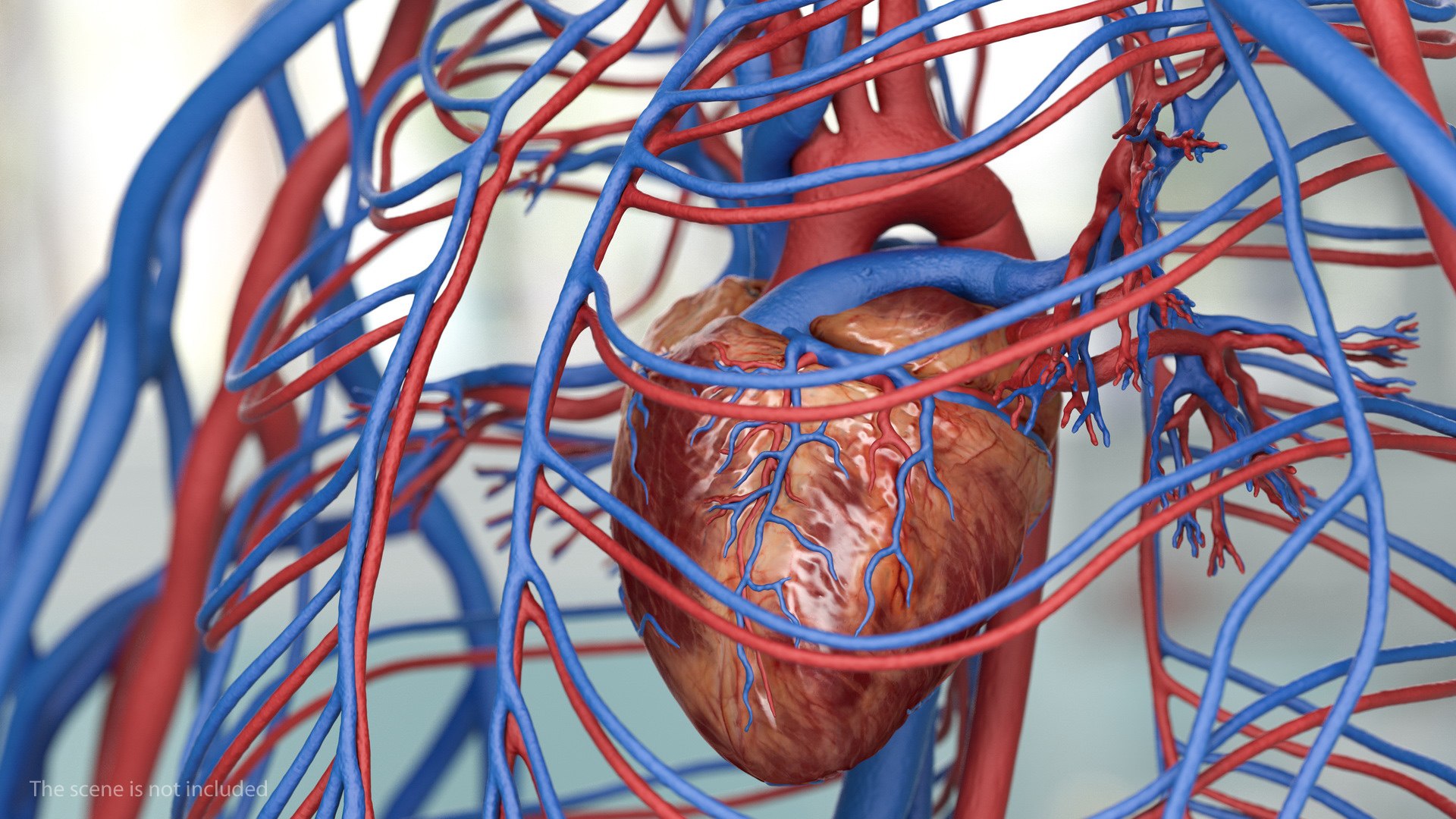 Human cardiovascular vascular model - TurboSquid 1467045
