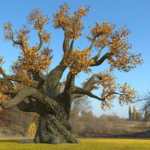Autumn Oak Tree on Grass Fur