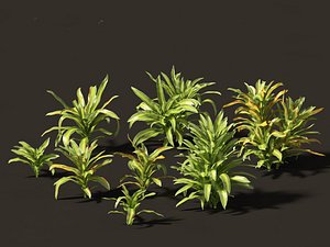 Dracaena fragrans - striped dracaena 01