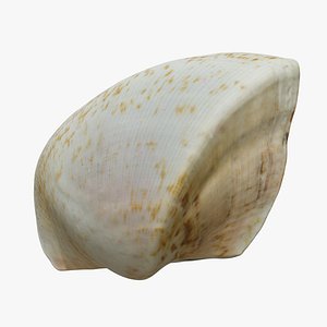 Scallop 8