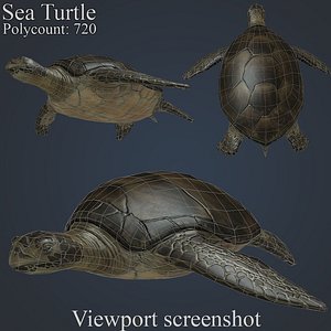 Sea Turtle