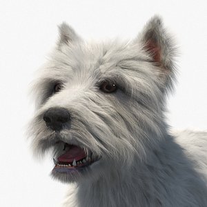 West Highland White Terrier Standard Pose Fur for Cinema 4D 3D model