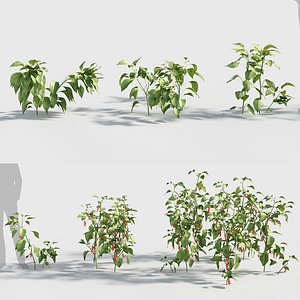 Capsicum annuum - Bell Pepper Low-poly
