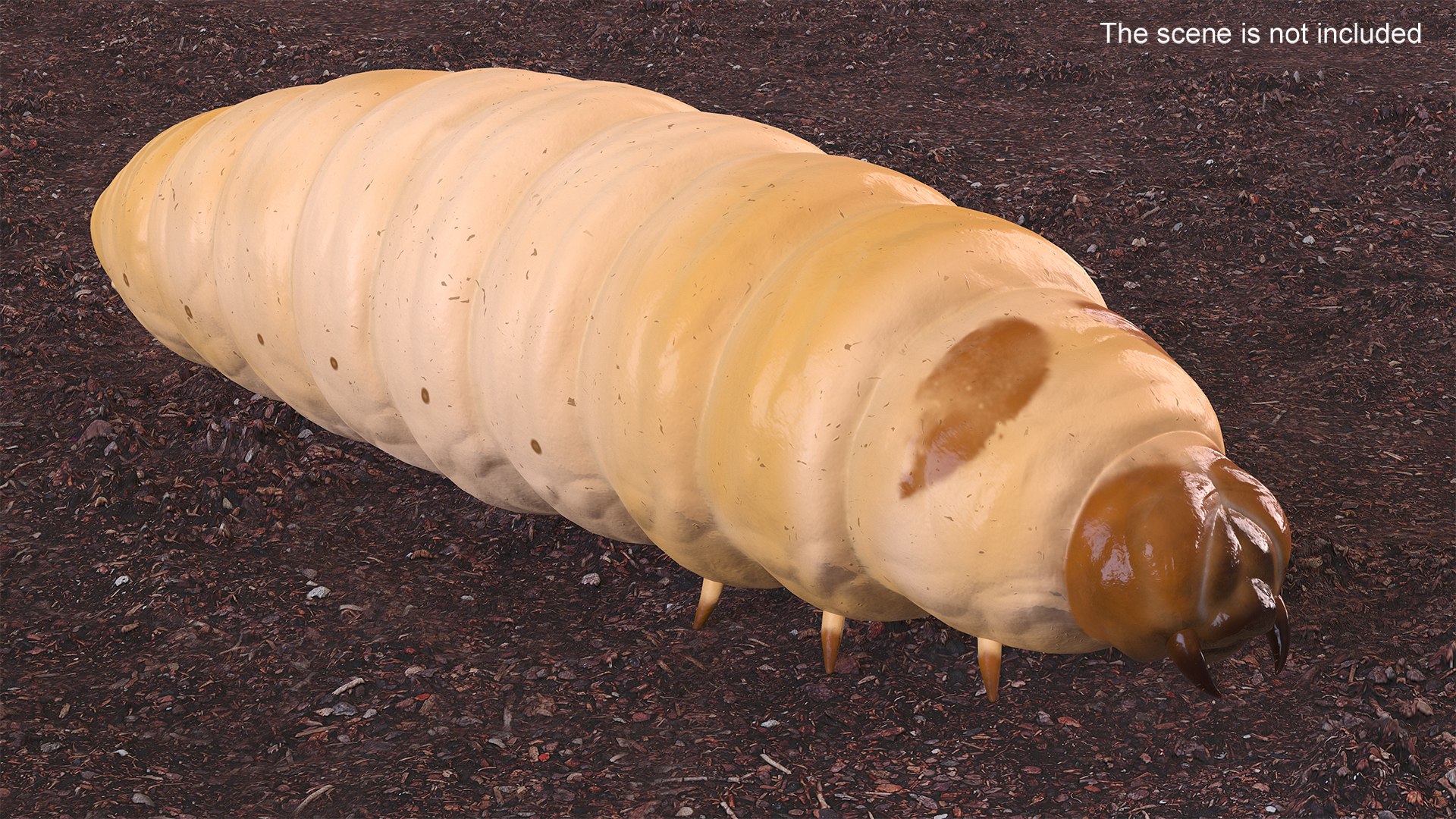 Maggot Fly 3D https://p.turbosquid.com/ts-thumb/rT/dO4Keq/3x/maggotfly3dsmodel004/jpg/1702399012/1920x1080/fit_q87/997f009bbbd7c7856b09136cada177d9b38ead7f/maggotfly3dsmodel004.jpg