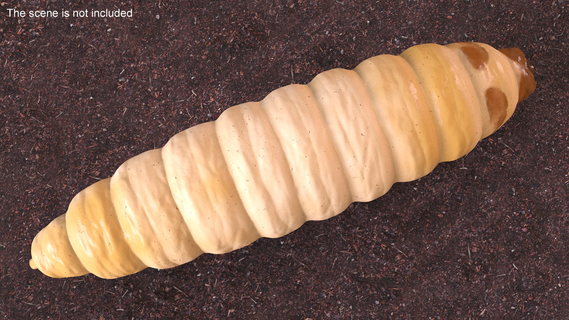 Maggot Fly 3D https://p.turbosquid.com/ts-thumb/rT/dO4Keq/6w/maggotfly3dsmodel008/jpg/1702399024/1920x1080/fit_q87/2f51139d86f2eda10dd854ccd3759bb929590a27/maggotfly3dsmodel008.jpg