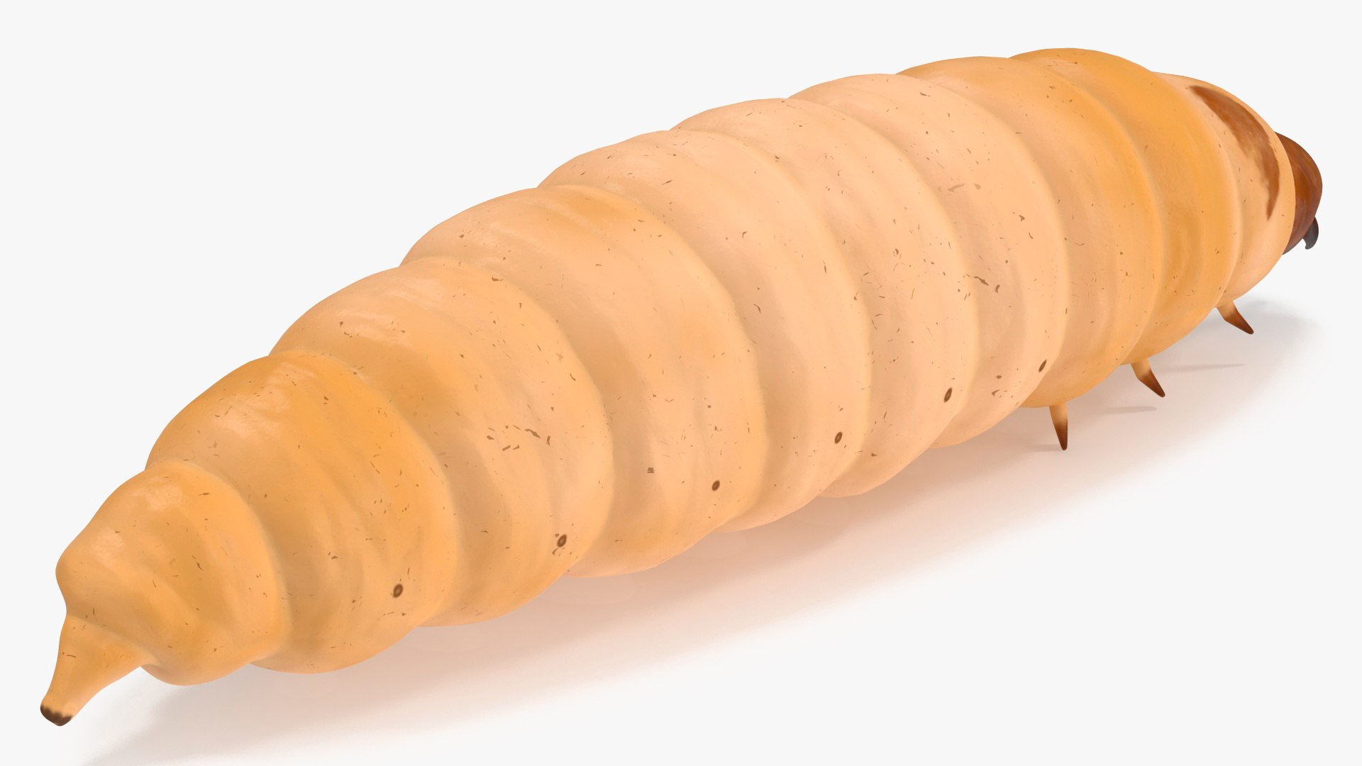 Maggot Fly 3D https://p.turbosquid.com/ts-thumb/rT/dO4Keq/7d/maggotfly3dsmodel013/jpg/1702399039/1920x1080/fit_q87/9bf7ab471306151b0204d3e67a43673faa160491/maggotfly3dsmodel013.jpg