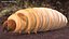 Maggot Fly