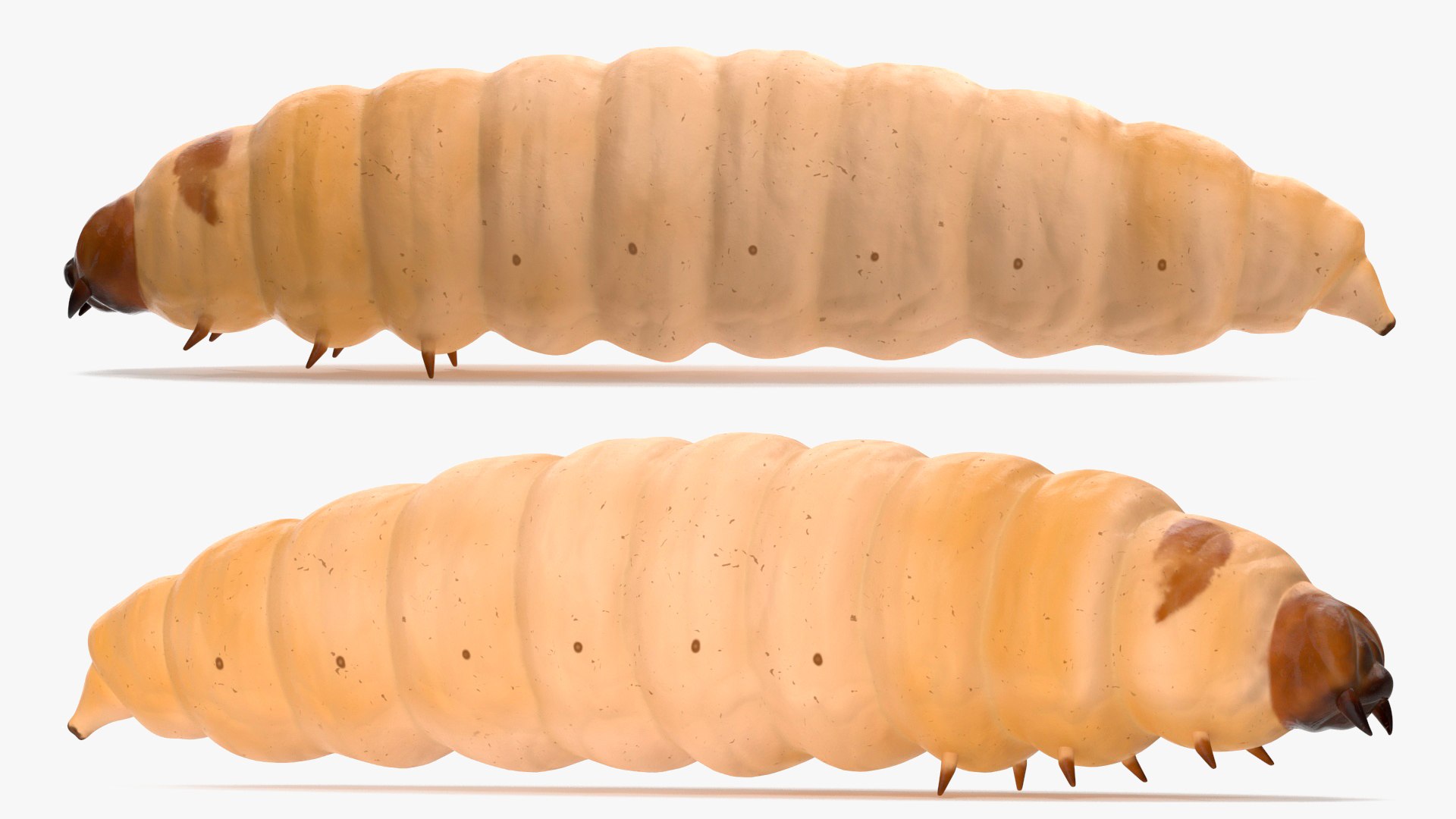 Maggot Fly 3D https://p.turbosquid.com/ts-thumb/rT/dO4Keq/OM/maggotfly3dsmodel016/jpg/1702399052/1920x1080/fit_q87/eb00a2ea5f1c00eb848180961f8dc921cb167164/maggotfly3dsmodel016.jpg